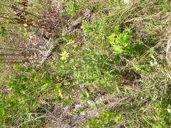 Silphium asteriscus simpsonii