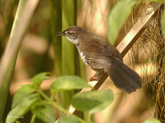 Bradypterus carpalis