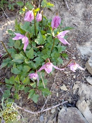 Clematis occidentalis dissecta