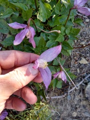 Clematis occidentalis dissecta