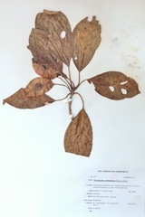 Terminalia sambesiaca