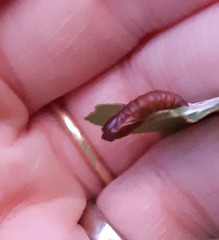 Oedemasia concinna