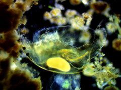 Alona quadrangularis