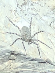 Selenops actophilus