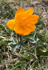 Trollius altaicus