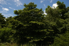 Terminalia sambesiaca