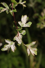 Podosphaera clandestina