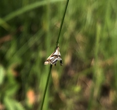 Chrysendeton imitabilis