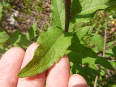 Silphium asteriscus simpsonii