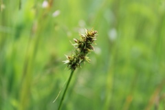 Carex otrubae