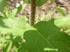 Silphium asteriscus simpsonii