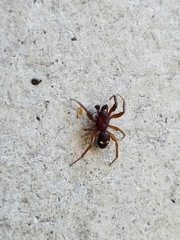 Asagena americana