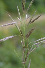 Bromus erectus