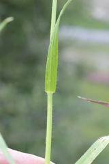 Bromus erectus