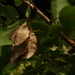 Terminalia sambesiaca - Photo (c) Graeme White, algunos derechos reservados (CC BY-NC), subido por Graeme White