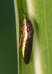 Homalodisca insolita