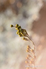 Asphodelus serotinus