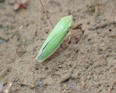 Draeculacephala crassicornis