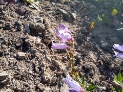 Penstemon fruticosus