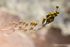 Asphodelus serotinus