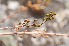 Asphodelus serotinus