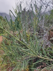 Acacia crassiuscula