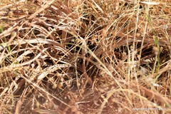 Asphodelus serotinus