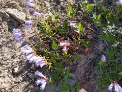 Penstemon fruticosus