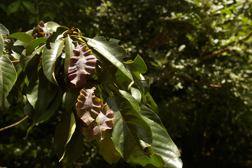 Terminalia sambesiaca image