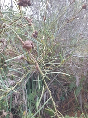 Acacia crassiuscula