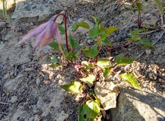 Clematis occidentalis dissecta