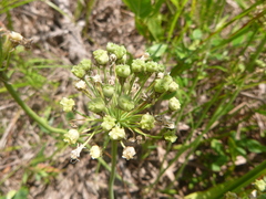 Allium cuthbertii