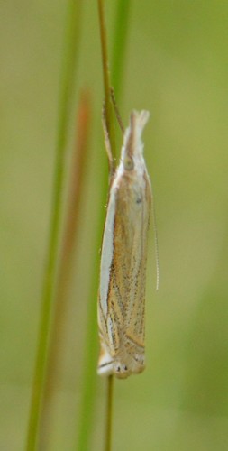 Inlaid Grass-veneer photo 5