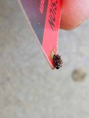 Asagena americana