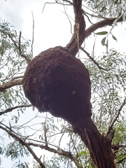 Nasutitermes walkeri