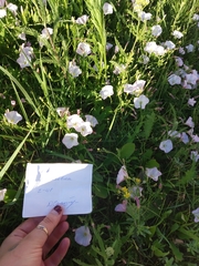 Convolvulus arvensis