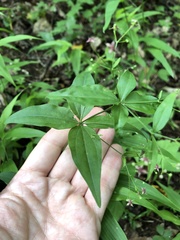 Galium latifolium