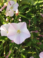 Convolvulus arvensis