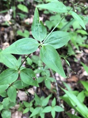 Galium latifolium