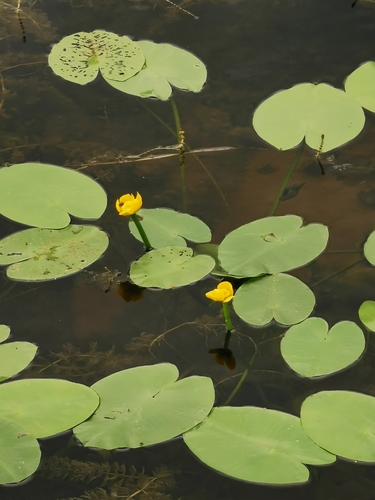 yellow water-lily (Nuphar lutea) · iNaturalist United Kingdom