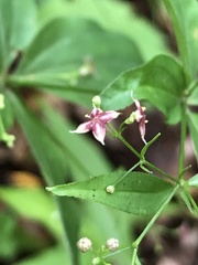Galium latifolium