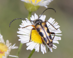 Typocerus octonotatus