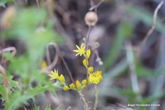 Petrosedum amplexicaule