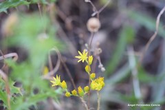 Petrosedum amplexicaule