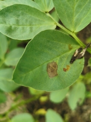 Melanconidaceae