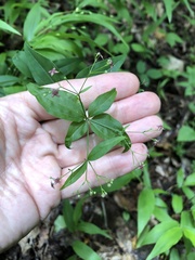 Galium latifolium