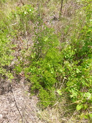 Vaccinium tenellum