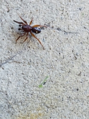 Asagena americana