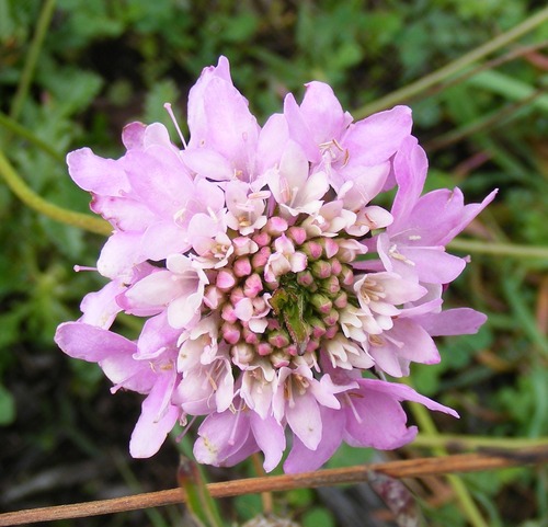 Sweet Scabious (Scabiosa atropurpurea)