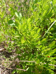 Vaccinium tenellum